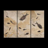 A LARGE FOSSIL FISH TRIPTYCH - фото 1