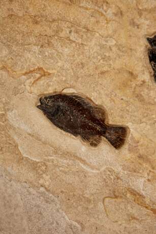 A LARGE FOSSIL FISH TRIPTYCH - photo 2