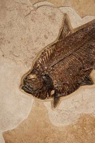 A LARGE FOSSIL FISH TRIPTYCH - photo 3