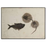 A LARGE FOSSIL PLAQUE WITH MATING STINGRAY SPECIMENS - фото 1