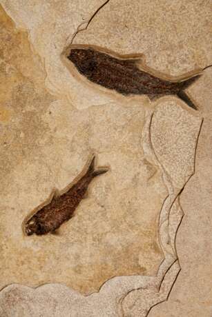 A LARGE FOSSIL FISH TRIPTYCH - photo 4