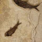 A LARGE FOSSIL FISH TRIPTYCH - фото 4