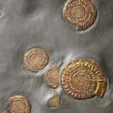 A CLUSTER OF IRIDESCENT AMMONITES - фото 3
