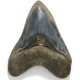 A BLUE MEGALODON TOOTH - photo 1