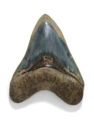 A BLUE MEGALODON TOOTH