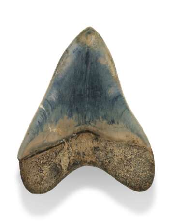 A BLUE MEGALODON TOOTH - photo 2