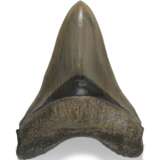 A FINE MEGALODON TOOTH - photo 1