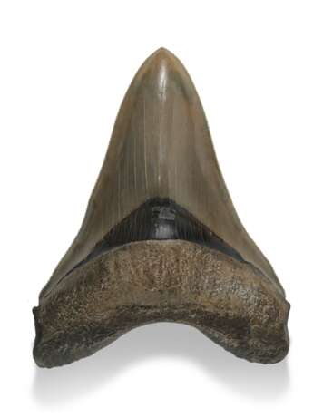 A FINE MEGALODON TOOTH - фото 1