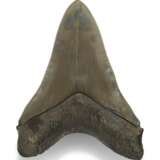 A FINE MEGALODON TOOTH - photo 2