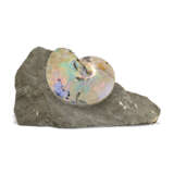 AN AMMONITE WITH SHELL - photo 1