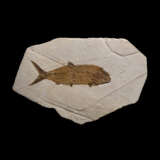 A LARGE FOSSIL FISH - фото 1