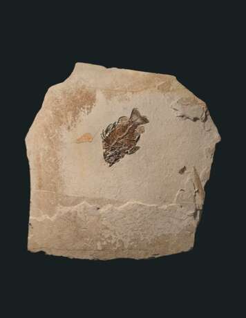 A LARGE FOSSIL FISH PLAQUE - фото 1