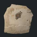 A LARGE FOSSIL FISH PLAQUE - Foto 1
