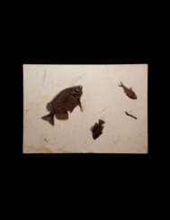 A FOSSIL PLAQUE DISPLAYING A TRIO OF FISH