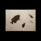 A FOSSIL PLAQUE DISPLAYING A TRIO OF FISH - Foto 1