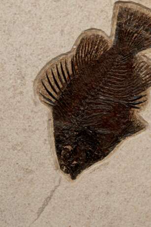 A FOSSIL PLAQUE DISPLAYING A TRIO OF FISH - photo 2