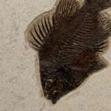 A FOSSIL PLAQUE DISPLAYING A TRIO OF FISH - Foto 2