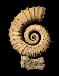 AN UNCOILED SPINY AMMONITE