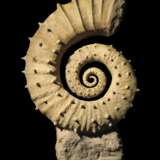 AN UNCOILED SPINY AMMONITE - photo 1