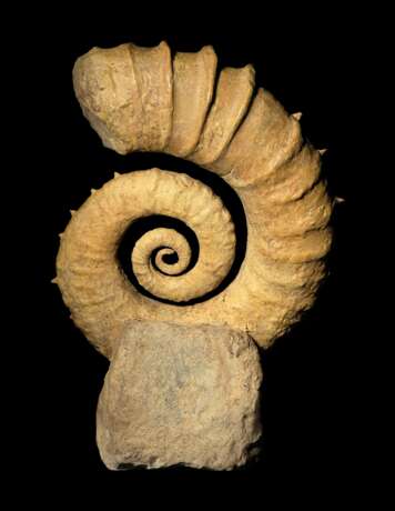 AN UNCOILED SPINY AMMONITE - Foto 2