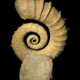 AN UNCOILED SPINY AMMONITE - photo 2