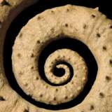 AN UNCOILED SPINY AMMONITE - фото 3