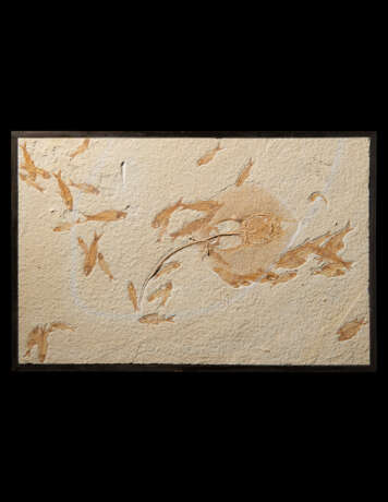 A LARGE FOSSIL PLAQUE OF AN AQUATIC SCENE WITH STINGRAY AND FISH SPECIMENS - фото 1
