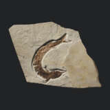 A LARGE FOSSIL RAY-FINNED FISH - photo 1