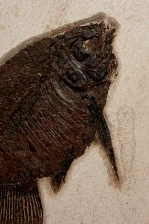 A FOSSIL PLAQUE DISPLAYING A TRIO OF FISH - photo 3