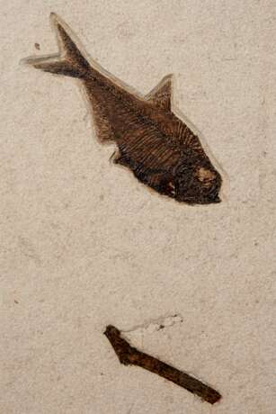 A FOSSIL PLAQUE DISPLAYING A TRIO OF FISH - photo 4