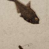 A FOSSIL PLAQUE DISPLAYING A TRIO OF FISH - Foto 4