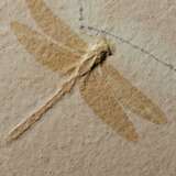 A LARGE FOSSIL DRAGONFLY - Foto 2