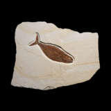A FOSSIL FISH - photo 1