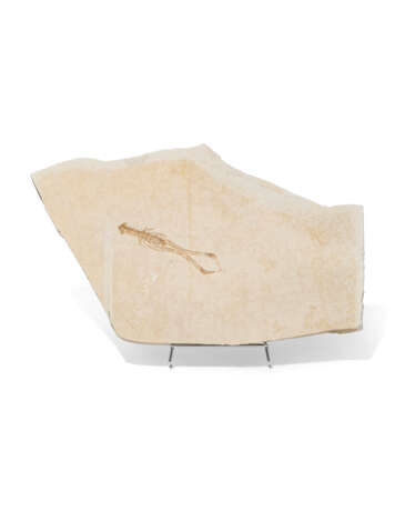 A FOSSIL CRAYFISH - photo 1