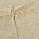 A LARGE FOSSIL DRAGONFLY - photo 3