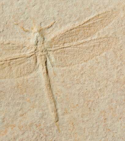 A LARGE FOSSIL DRAGONFLY - Foto 3