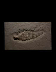 A FOSSIL ICHTHYOSAUR FIN