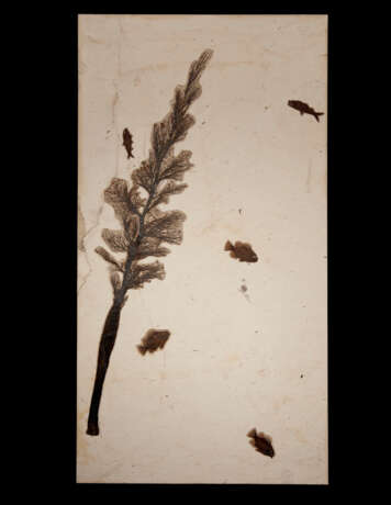 A LARGE FOSSIL PLAQUE WITH PALM FLOWER AND FISH SPECIMENS - photo 1