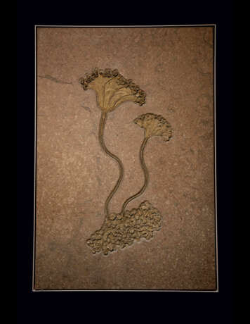 A FOSSIL SEA LILY PLAQUE WITH PYRITE CRSYTALS - photo 1