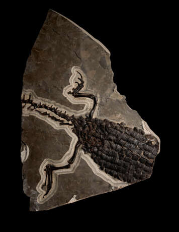 A LARGE PARTIAL FOSSIL CROCODILE SKELETON - photo 1