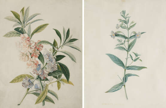 Georg Dionysius Ehret. Two Watercolours with Blue Mimulus and Impatiens Balsamina - Foto 1