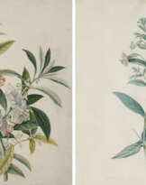 Two Watercolours with Blue Mimulus and Impatiens Balsamina