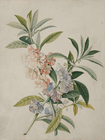Georg Dionysius Ehret. Two Watercolours with Blue Mimulus and Impatiens Balsamina - Foto 2