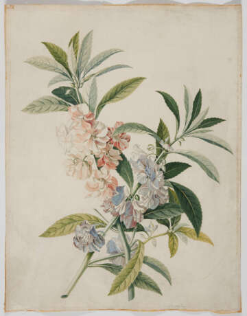 Georg Dionysius Ehret. Two Watercolours with Blue Mimulus and Impatiens Balsamina - photo 3