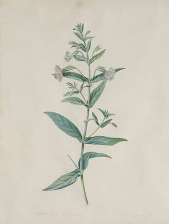 Georg Dionysius Ehret. Two Watercolours with Blue Mimulus and Impatiens Balsamina - photo 5
