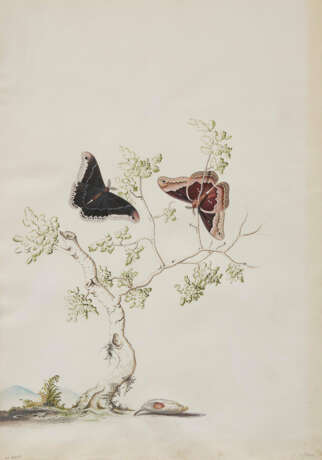 Georg Dionysius Ehret. Two Moths - Foto 1