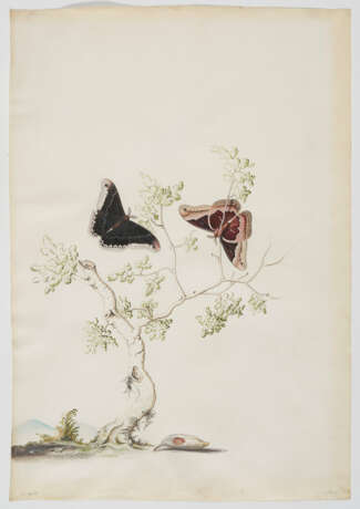 Georg Dionysius Ehret. Two Moths - photo 2