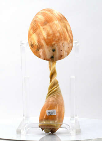 Seashell spoon for a cabinet of curiosities - photo 6
