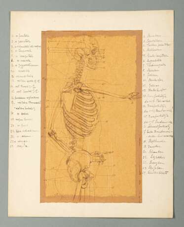 Anatomische Zeichnungen - Foto 11