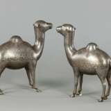 Zwei Kamele - Foto 2